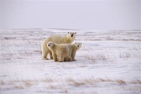 Polar Tundra Animals And Plants