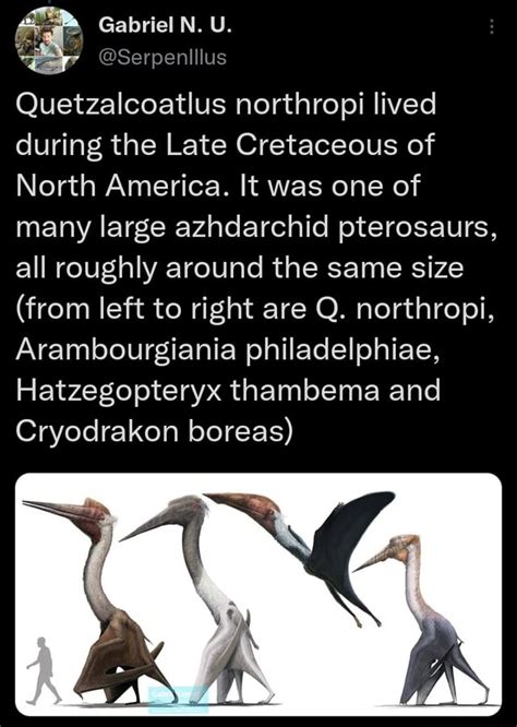 Quetzalcoatlus Northropi Lived During The Late Cretaceous Of North America It Was One Of Many