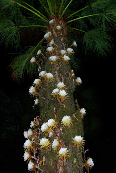 Cactus flowers usually have many stamens, but only a single style, which may branch at the end into more than one stigma. Night-Blooming Cereus ...a Florida Christmas tree ...