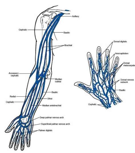 Anatomy Of The Veins In The Arm