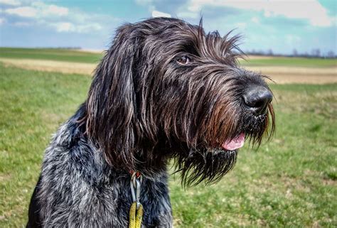 Zedlitz wanted to breed an ideal gun dog taking the best traits of the pudel (german hunting poodle) and the english pointer. Pudelpointer | Mixed Breed Info, Pictures, Puppies & Facts ...