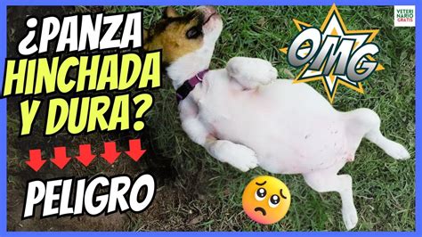 Porque Mi Perro Tiene La Panza Hinchada Y Dura Posible Torsi N G Strica Youtube