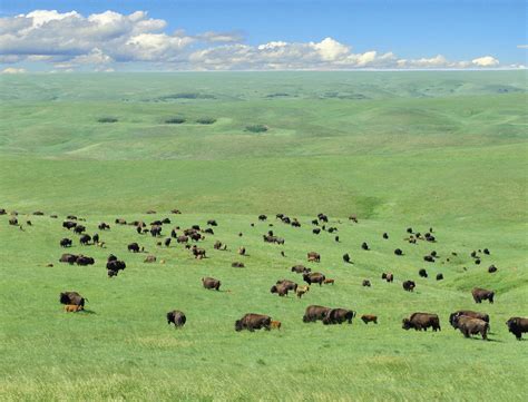 Houck Ranch Brings Buffalo To The South Dakota Prairie Sd Hall Of