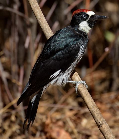 Acorn Woodpecker San Diego Bird Spot