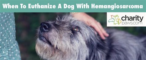 When To Euthanize A Dog With Hemangiosarcoma Our Opinion