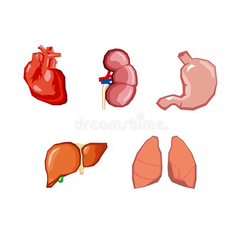 Órganos Humanos Órganos Internos Fijados Anatomía Humana Partes