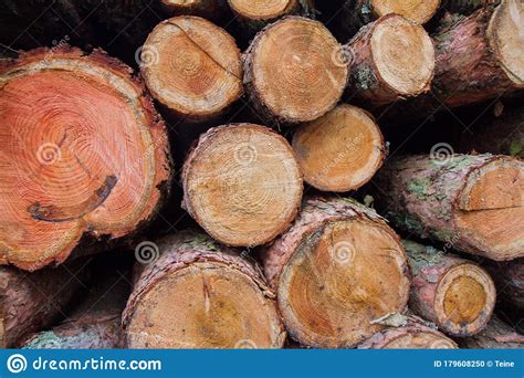 Cut Down Tree Trunks On A Pile Stock Photo Image Of Environment Pile