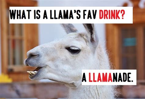 Llama Jokes And Puns K Music