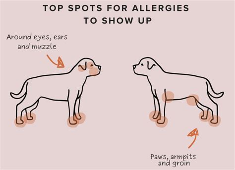 The Pet Parents Guide To Dog Allergies Waggle Mail