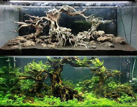 Next design outline universally was supply divergent character to environment. Aquascaping before after | Aquarium fish tank, Aquascape ...