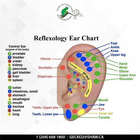 Reflexology For Ear Reflexology Ear Reflexology Reflexology Chart