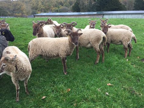 British Sheep Breeds App Page 2 The Farming Forum