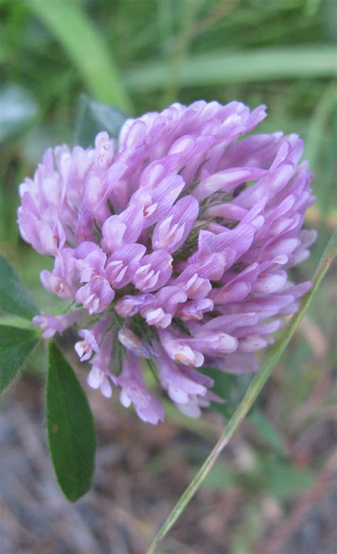 Pink Clover Yummy Clover Flower Spirit Yummy Rose Nature Flowers