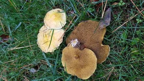 Yellow Mushrooms Grew In Large Patches In My Yard On A Cool Day After A Day Of Rain Edible