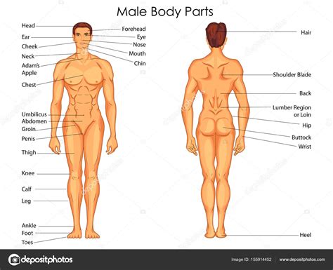 Medical Education Chart Of Biology For Male Body Parts