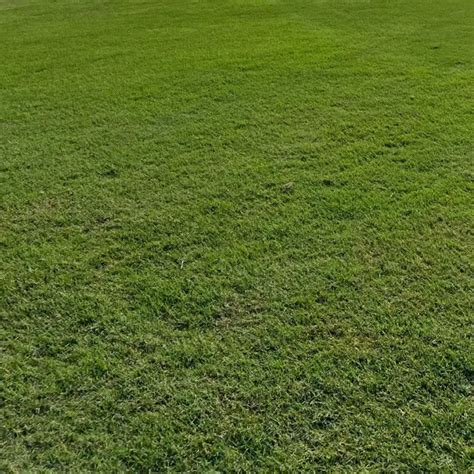 Bermuda Grass How To Overseed For A Beautiful Lawn Lawn And Petal