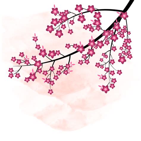 Sakura Cherry Blossom Png Transparent Elegant Cherry Blossom Sakura