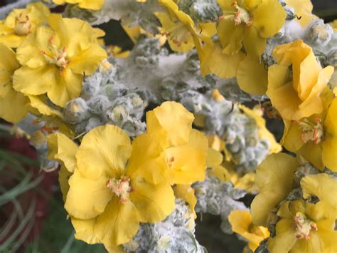 You can set yourself up for success plants with rust diseases exhibit powdery areas of fungi on the foliage or areas that are discolored to pale yellow. Lambs Ear? — BBC Gardeners' World Magazine