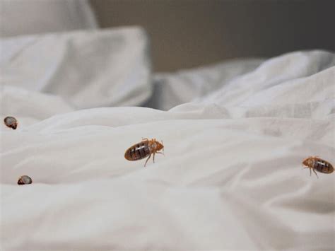 Bed Bugs Pest Control Pest Boss