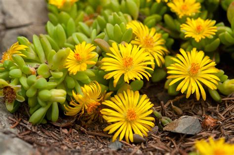 Ice Plant Care And Growing Guide