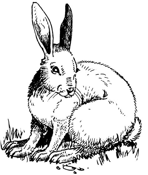 Free Snowshoe Hare Cliparts Download Free Snowshoe Hare Cliparts Png