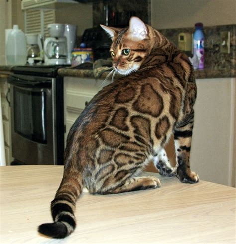 Each kitten receives the purest safest vaccines possible, and is up to date on vaccinations, preventive deworming, preventive external parasite prevention, is microchipped and tica registered. Bengal Cat Bling | Bengal Kittens | San Diego California