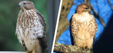 Coopers Hawks Vs Sharp Shinned Hawks Whats The Difference Optics Mag