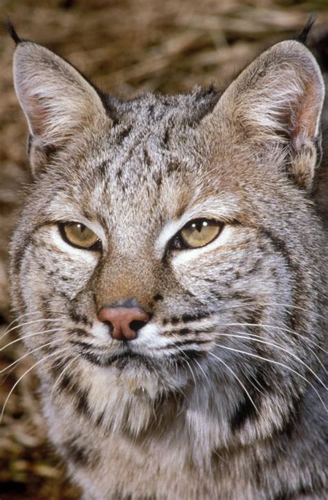 We are thankful for the support you have given us for the last 40 years, and we plan to continue to deserve your trust. A bobcat portrait taken at the Oregon Zoo. | Oregon Zoo