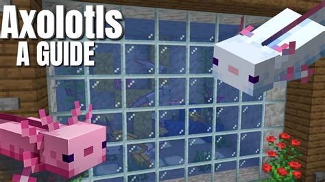 Axolotl Minecraft 117 Everything You Need To Know About Axolotls
