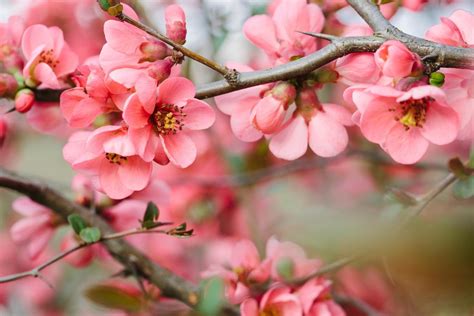 Thetreecenter.com has been visited by 10k+ users in the past month Pink Flowering Trees - Gardenerdy