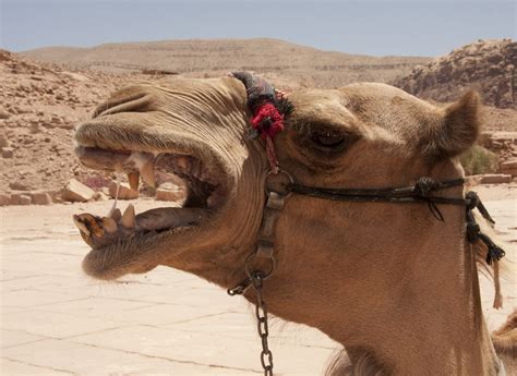 Domesticated bactrian camels and wild bactrian they are the largest camel species, the largest mammal in their native range, and males are typically larger than females. Camelids: Camels, Camels, and Camels! - The Something ...