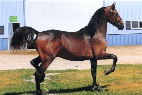 morgan horse excellent horse breeds  choice  horse lover