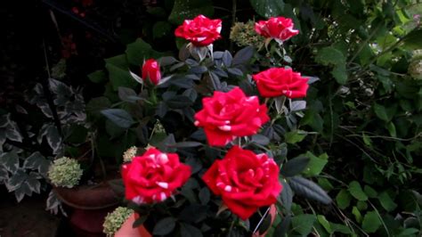 My Beautiful New Rosier Miniature Rose Bush🌹 Youtube