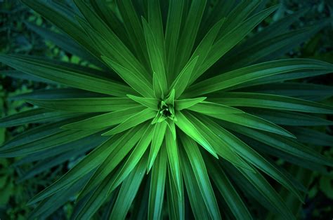 图片素材 树 性质 草 科 厂 阳光 叶 绿色 植物学 植物群 宏观摄影 开花植物 植物茎 木本植物 陆地植物