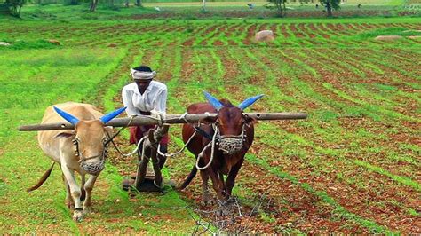 What Is Traditional Agriculture Photos