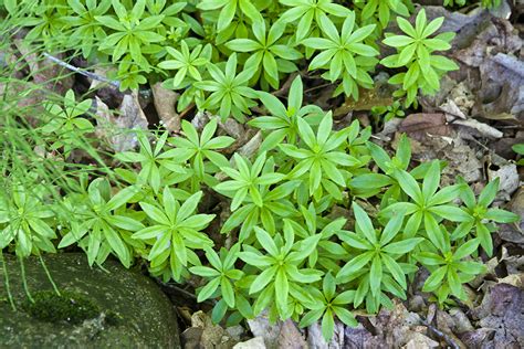 This plant does best in partial shade to shade. Minnesota Seasons - sweet woodruff