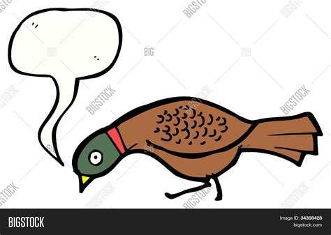 Cartoon Pheasant Bird Image And Photo Free Trial Bigstock