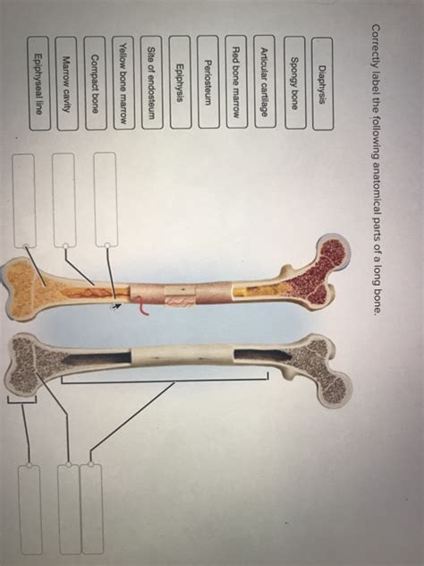 The endosteum (plural endostea) is a thin vascular membrane of connective tissue that lines the inner surface of the bony tissue that forms the medullary cavity of long bones. Anatomy And Physiology Archive | June 23, 2018 | Chegg.com