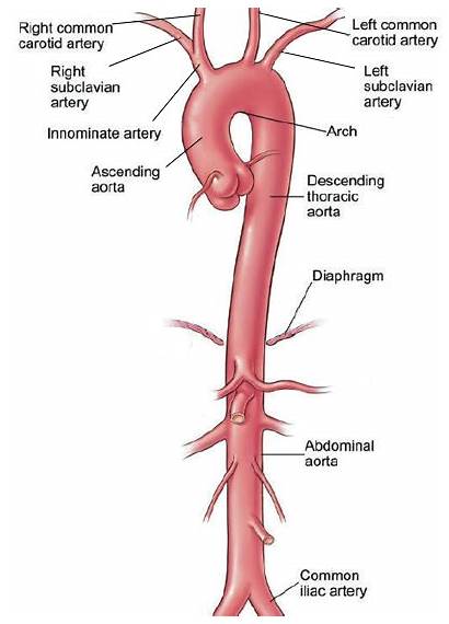 Aorta Anatomy Heart Aortic Aneurysm Artery Thoracic
