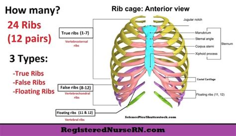 Anatomy Of Ribs Clinical Examination Of The Chest Wall In This