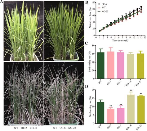 Analysis Of Drought Tolerance In Osebp Transgenic Plants In Rice At