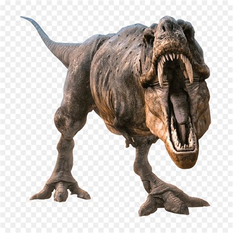 Tyrannosaurus Allosaurus Velociraptor Dinosaur Spinosaurus Dinosaur Png Download