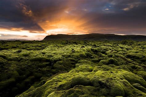 Iceland Tour Experience The Amazing Flora And Fauna Of Iceland