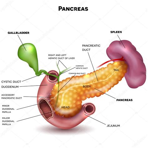 Fisiologia Del Pancreas