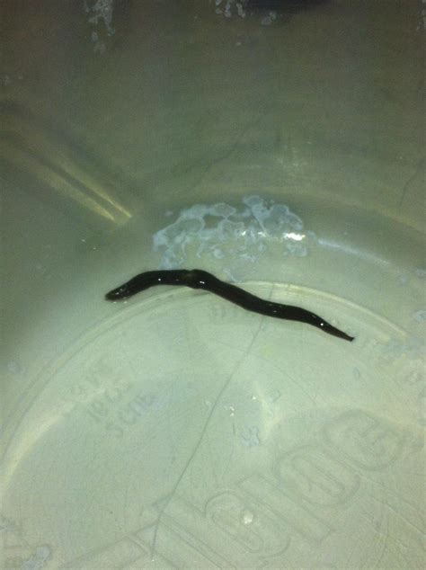 Mysterious Black Worm Carried Inside By Dog Puppy Forum And Dog Forums