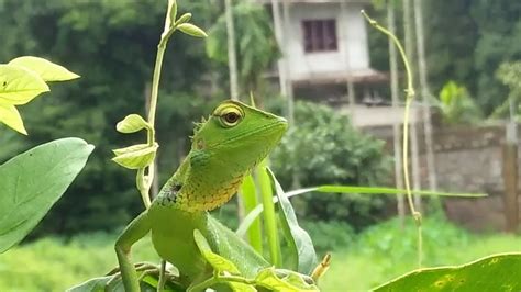 Chameleon Is Hesitant And Indecisive Wildlife Videography Youtube