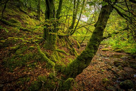 The Emerald Forest Photograph By Jon Reynolds Fine Art America