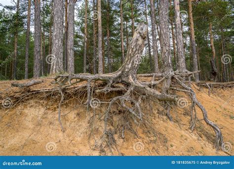 A Large Branched Pine Stump With Gnarled Roots On A Slope Prone To Soil