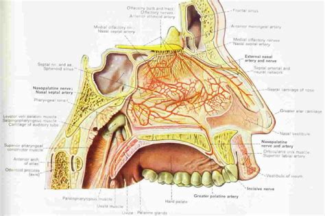 Nasal Anatomy And Physiology Nose Diagram Medical Posters Nose