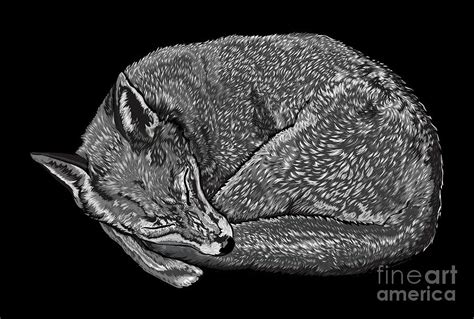 Sleeping Fox Digital Art By Stevyn Llewellyn Fine Art America